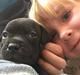 Staffordshire bull terrier Luna