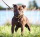 Staffordshire bull terrier Oijo