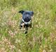 Staffordshire bull terrier Tiena Golden Predator (Luca)