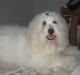Coton de tulear Janus