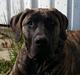 Dogo canario Pumba aka Baco Fuerza Bull