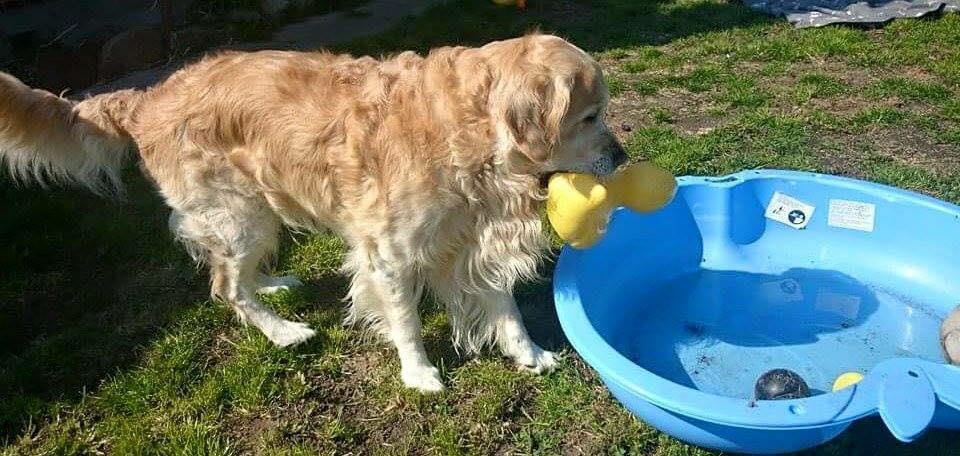 Golden retriever Sammy billede 21