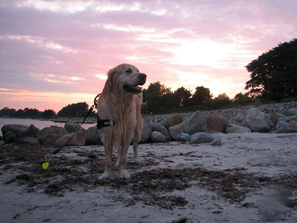 Golden retriever Sammy billede 34