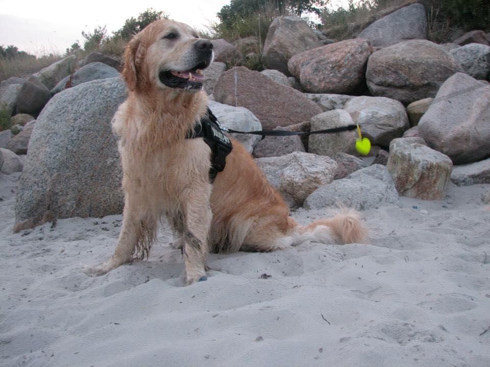 Golden retriever Sammy billede 43