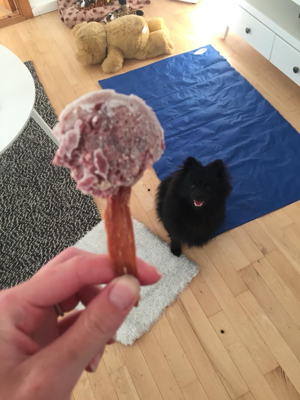 Kleinspitz Von-Spitzie's Gizmo billede 32