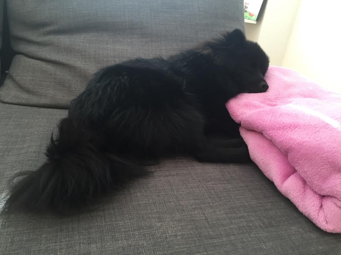 Kleinspitz Von-Spitzie's Gizmo billede 33