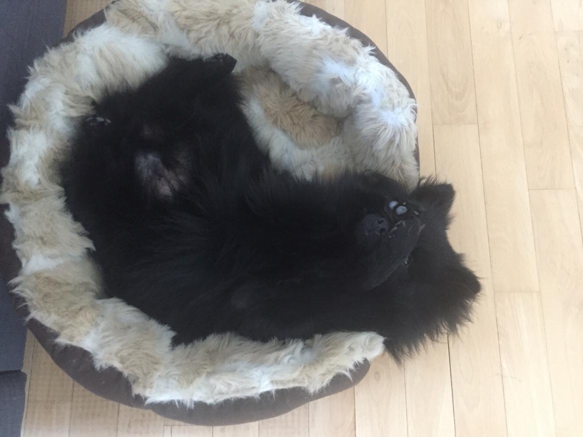 Kleinspitz Von-Spitzie's Gizmo billede 40