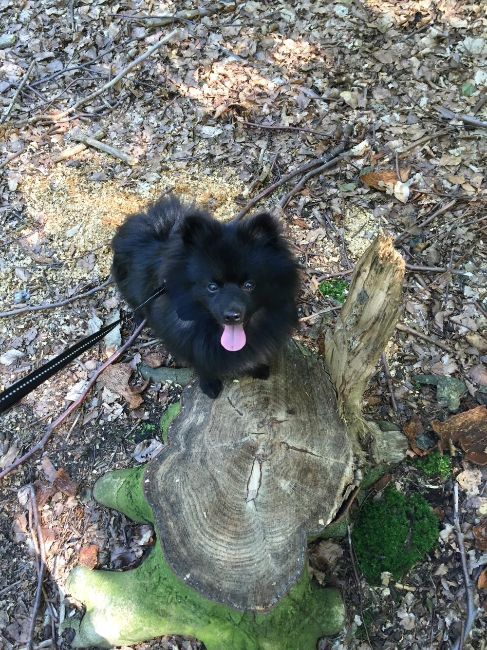 Kleinspitz Von-Spitzie's Gizmo billede 41