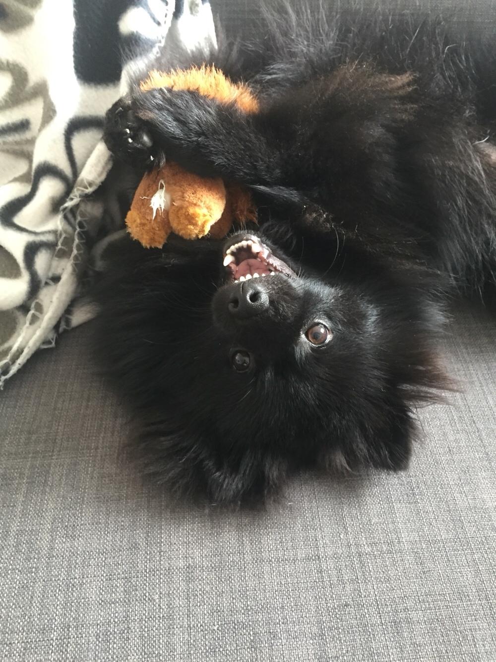 Kleinspitz Von-Spitzie's Gizmo billede 50