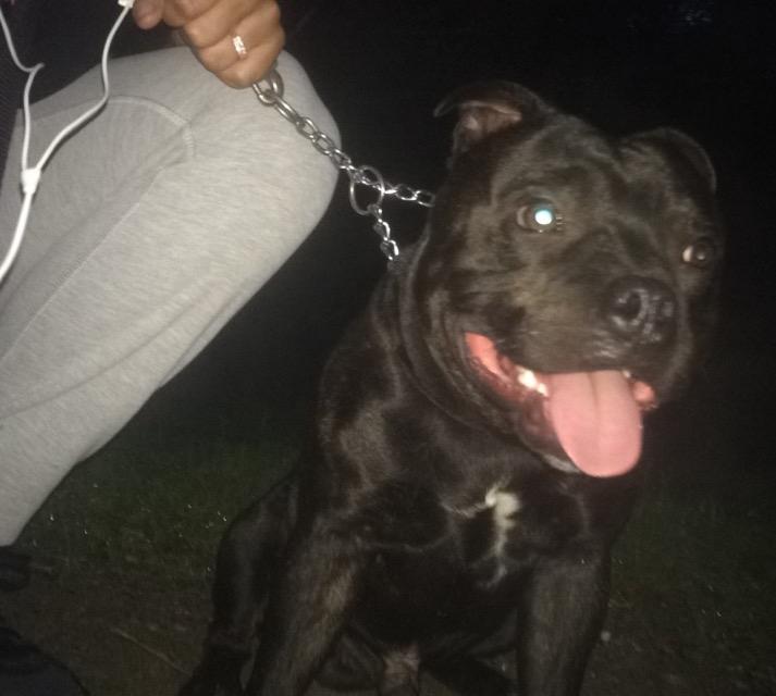 Staffordshire bull terrier Homeboy Kabri aka Leo billede 17