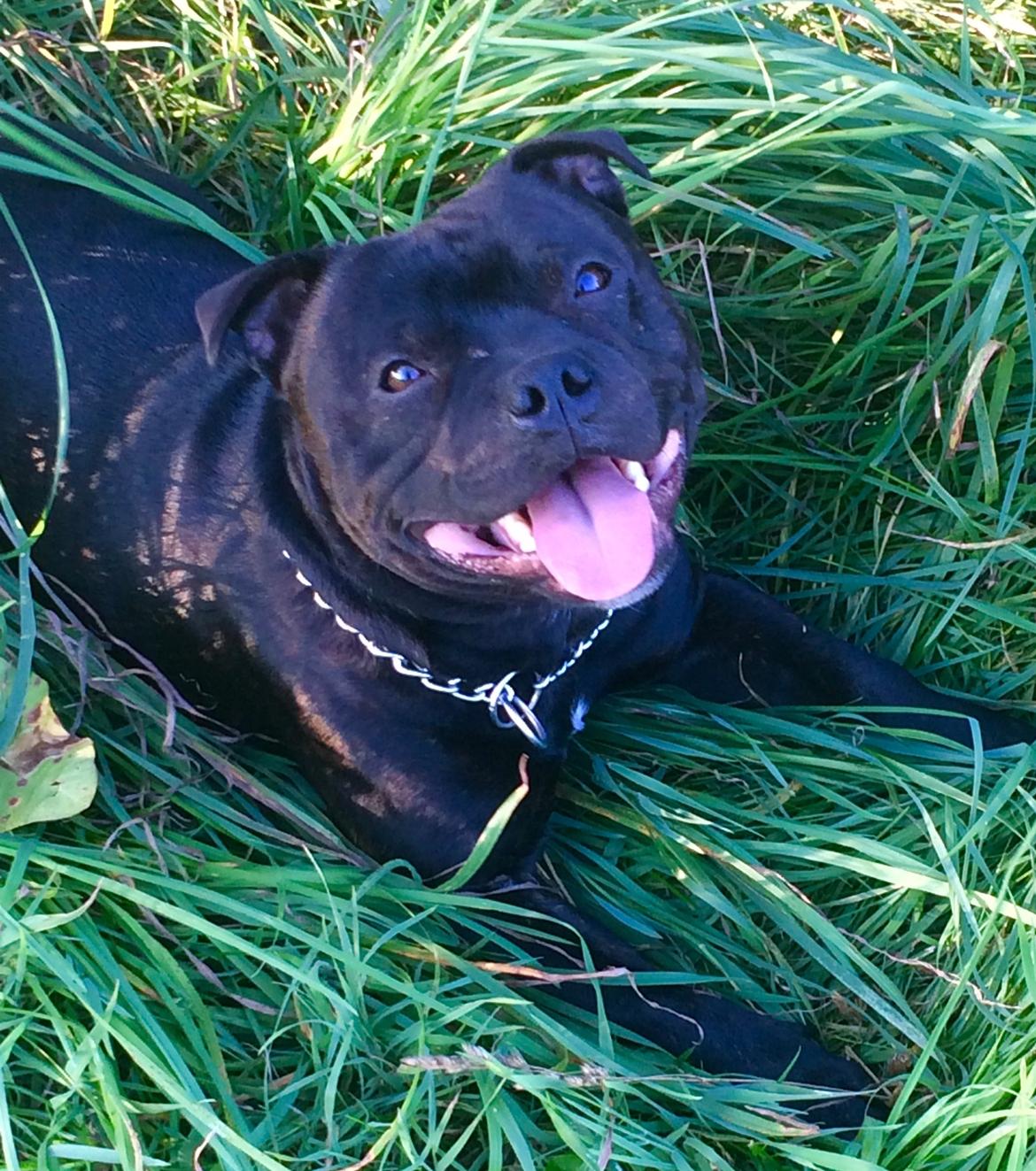 Staffordshire bull terrier Homeboy Kabri aka Leo billede 16