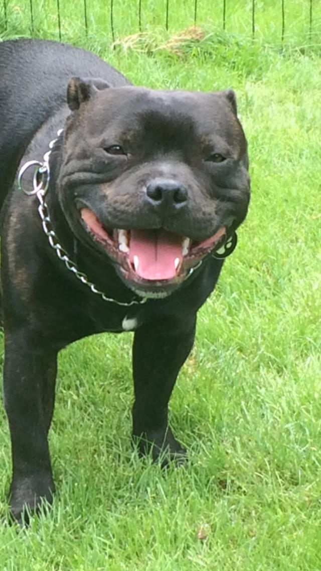 Staffordshire bull terrier Homeboy Kabri aka Leo billede 18