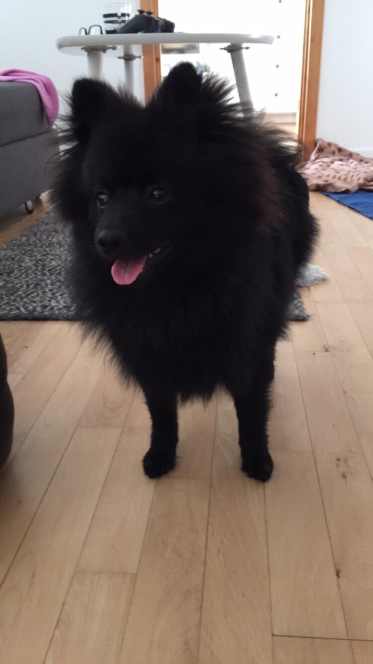 Kleinspitz Von-Spitzie's Gizmo billede 42