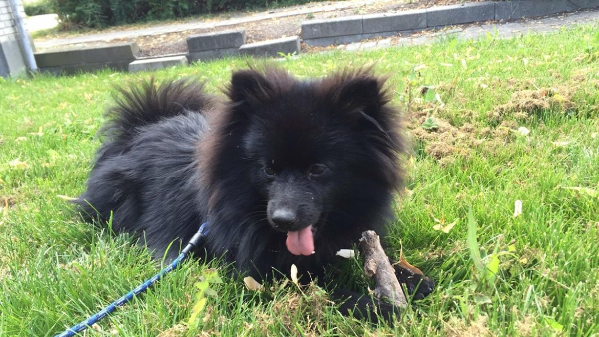 Kleinspitz Von-Spitzie's Gizmo billede 39