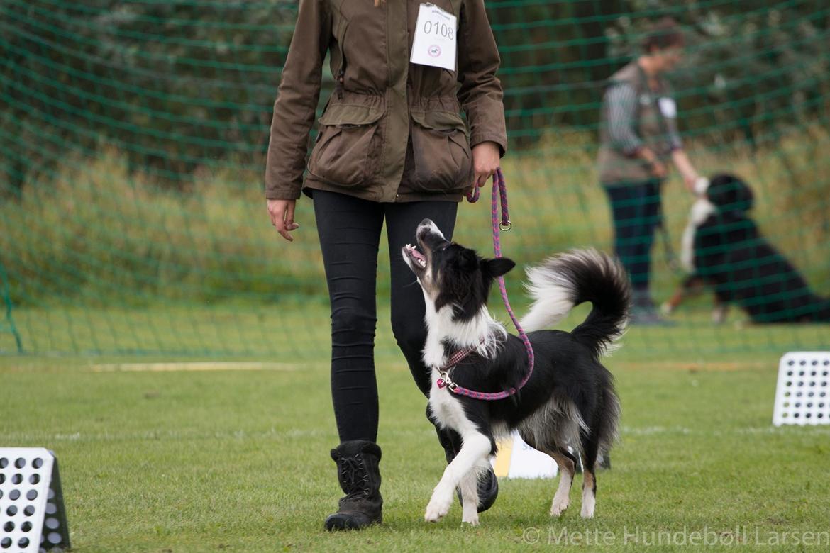 Border collie Mayzie  - Mayzie til rally stævne :-) billede 2