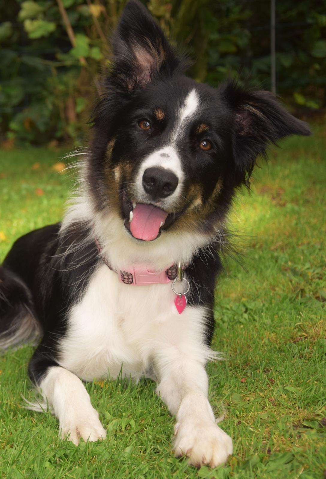 Border collie Mayzie  - Er du klar?  billede 3