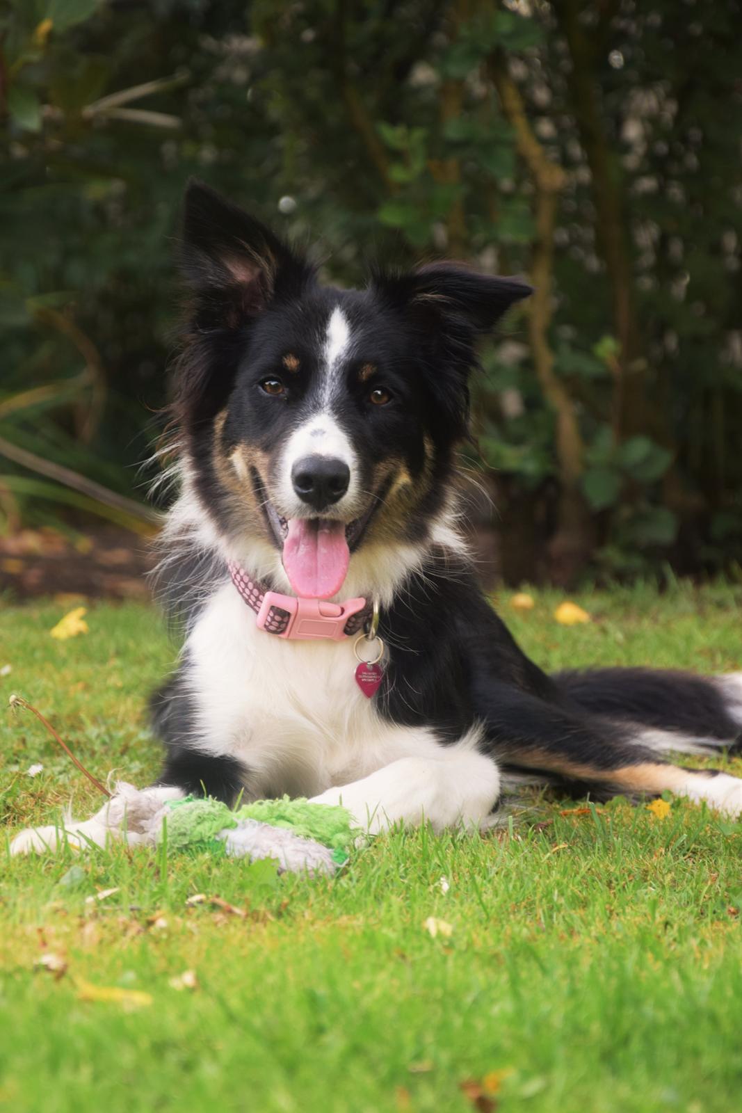 Border collie Mayzie  - Maze hygger  billede 15