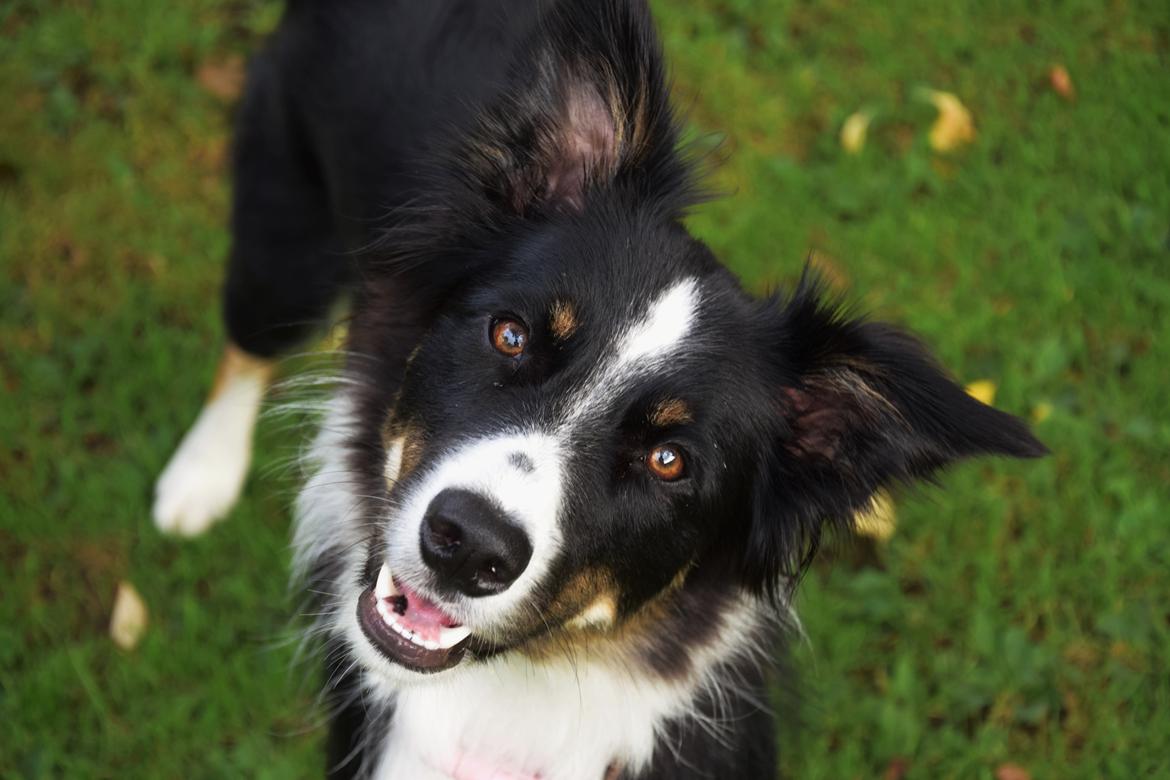 Border collie Mayzie  - Fineste Maze!  billede 7