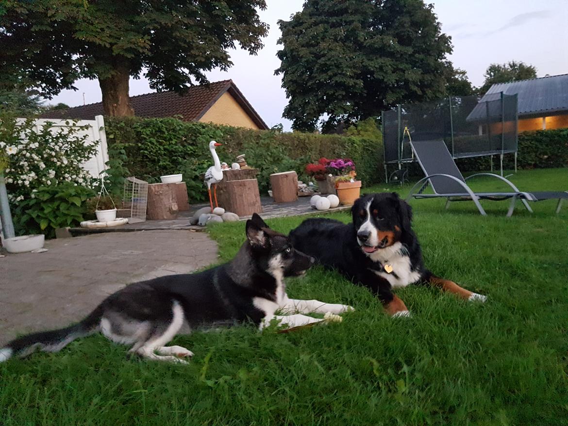 Berner sennenhund Ludvig billede 10