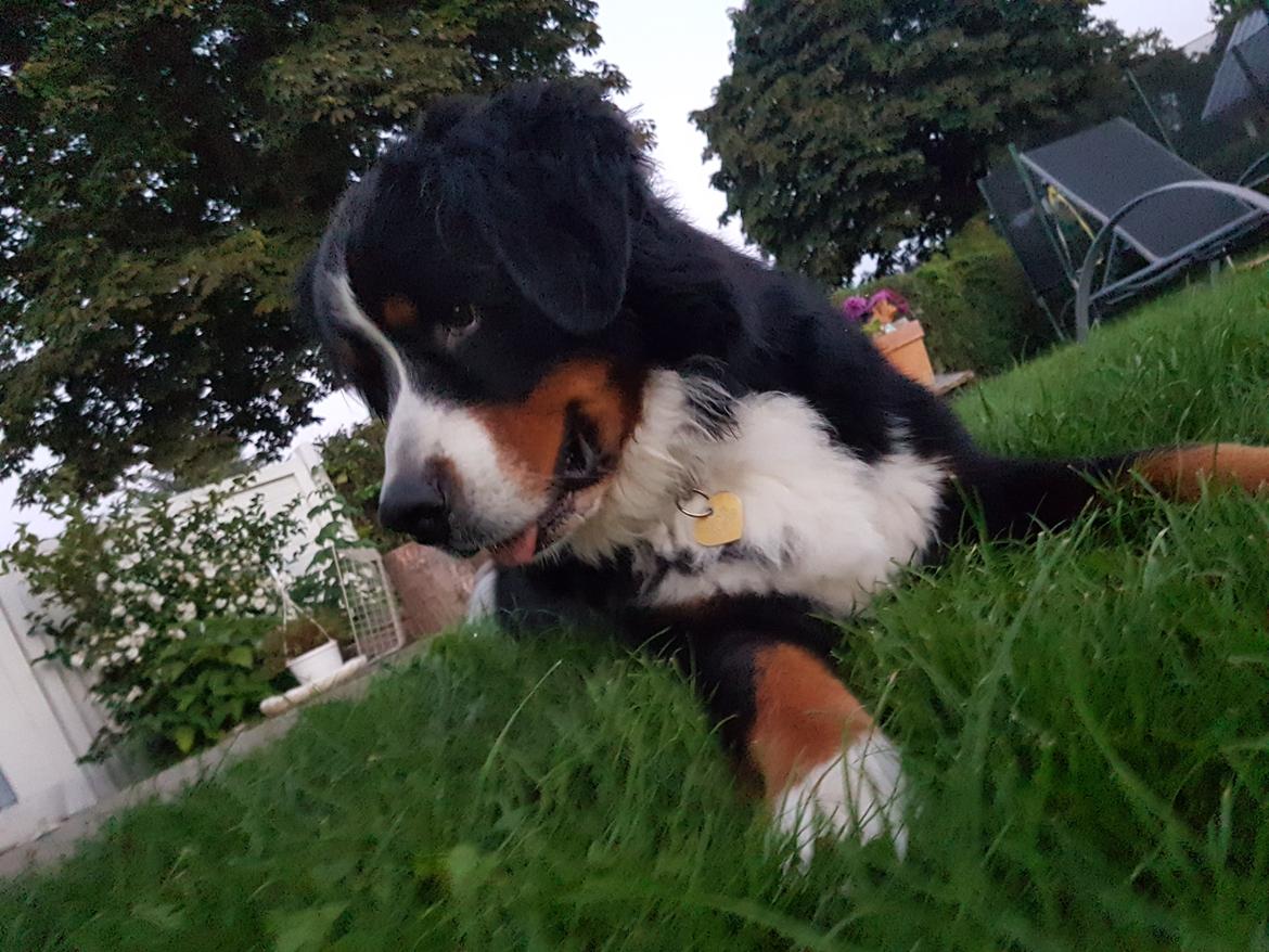 Berner sennenhund Ludvig billede 11