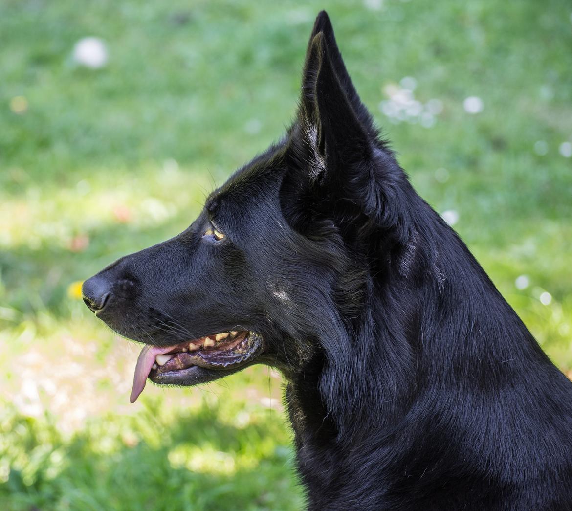 Schæferhund Rebus/Bailey billede 11