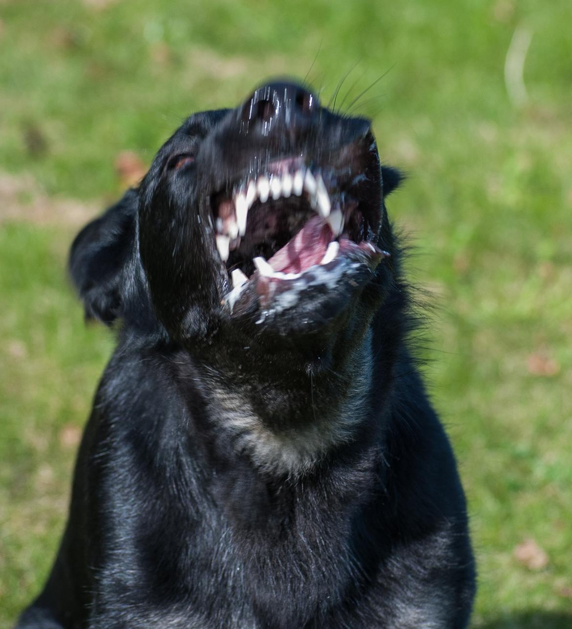 Schæferhund Rebus/Bailey billede 12