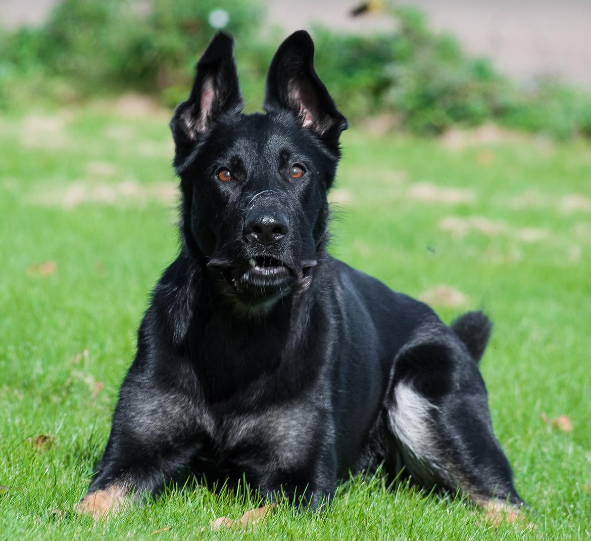 Schæferhund Rebus/Bailey billede 13