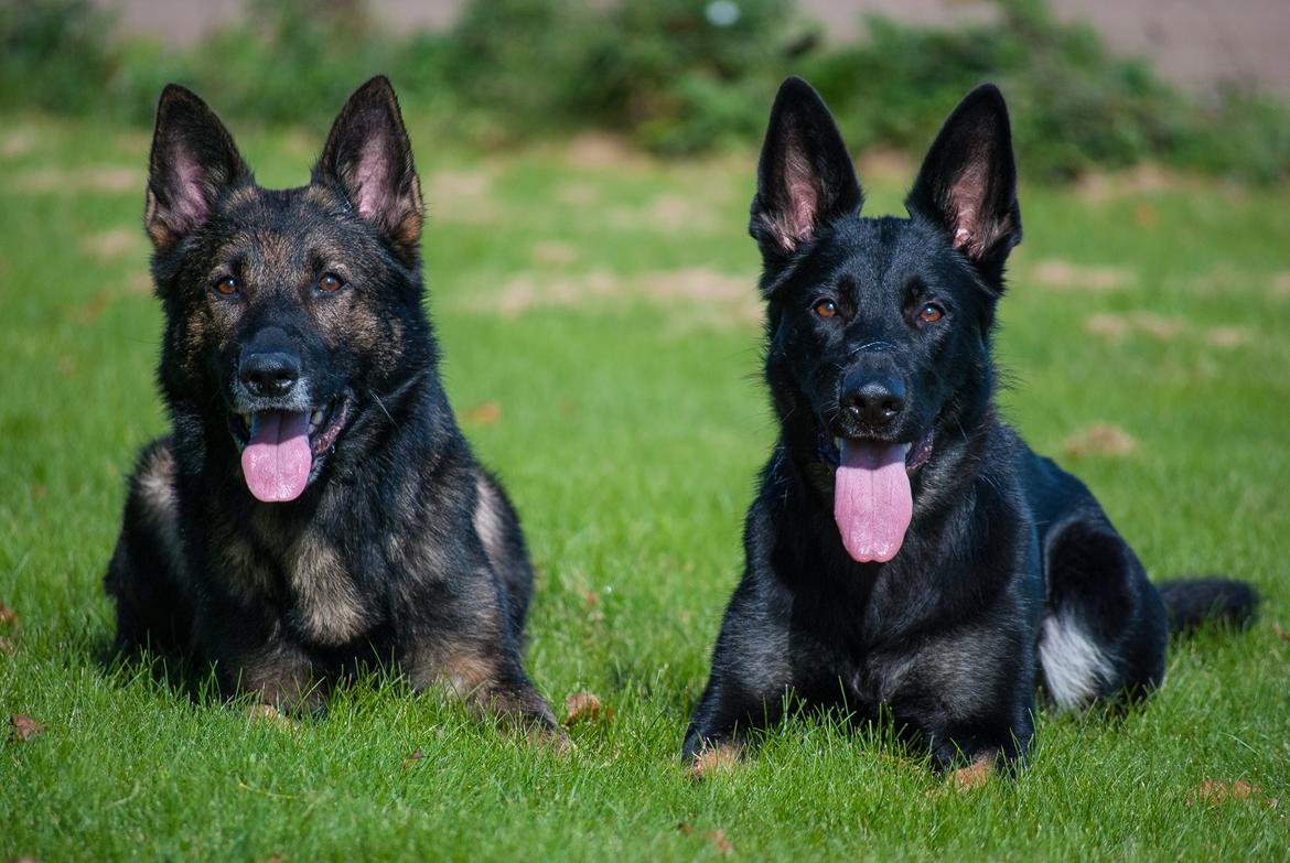 Schæferhund Rebus/Bailey billede 14