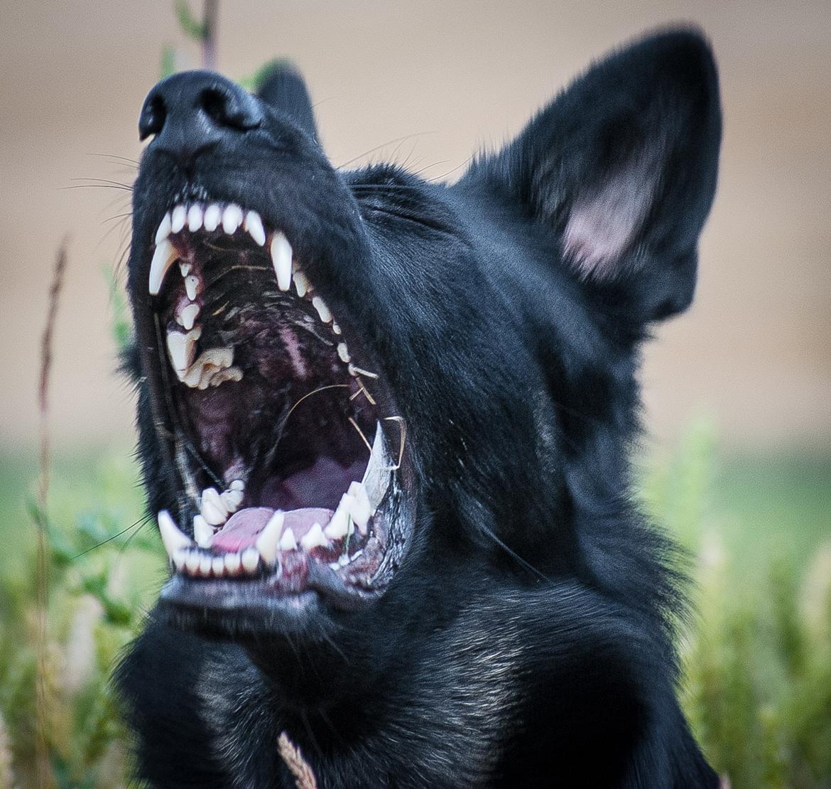 Schæferhund Rebus/Bailey billede 16