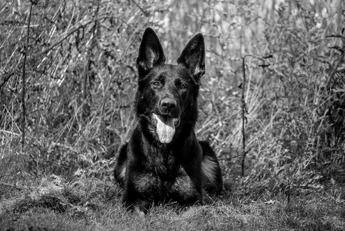 Schæferhund Rebus/Bailey billede 17