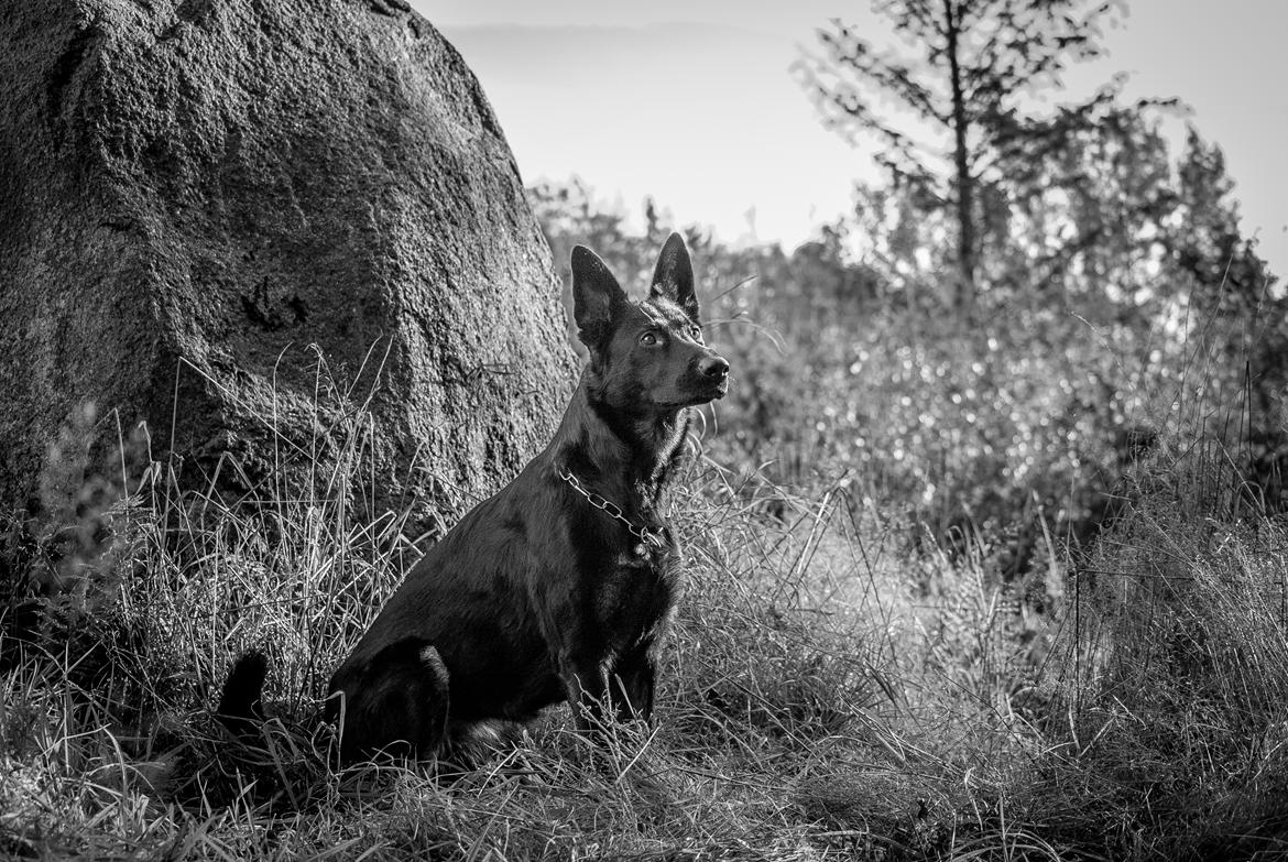 Schæferhund Rebus/Bailey billede 18