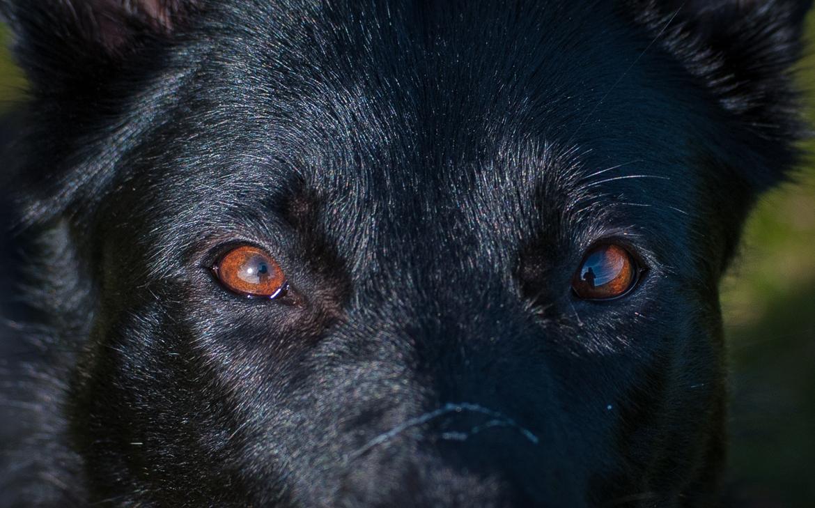 Schæferhund Rebus/Bailey billede 15