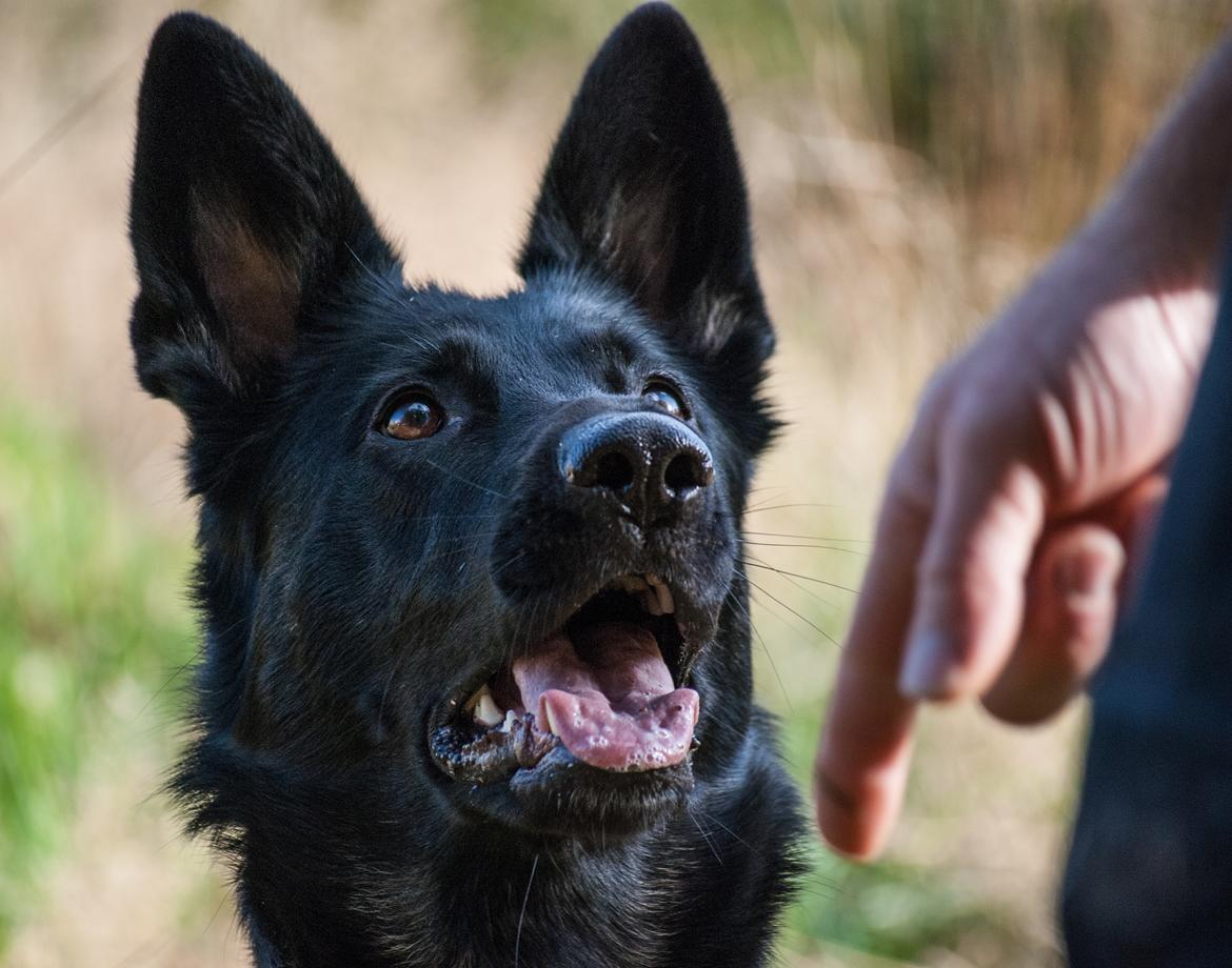 Schæferhund Rebus/Bailey billede 20