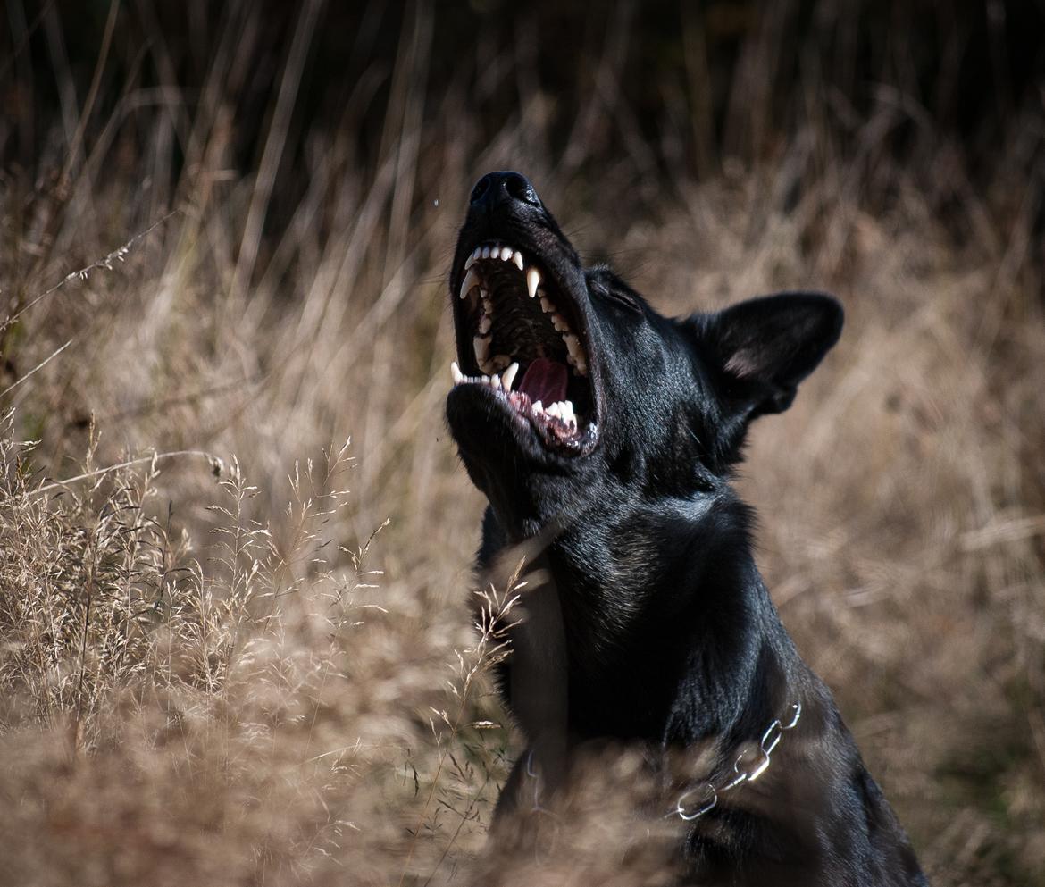 Schæferhund Rebus/Bailey billede 21