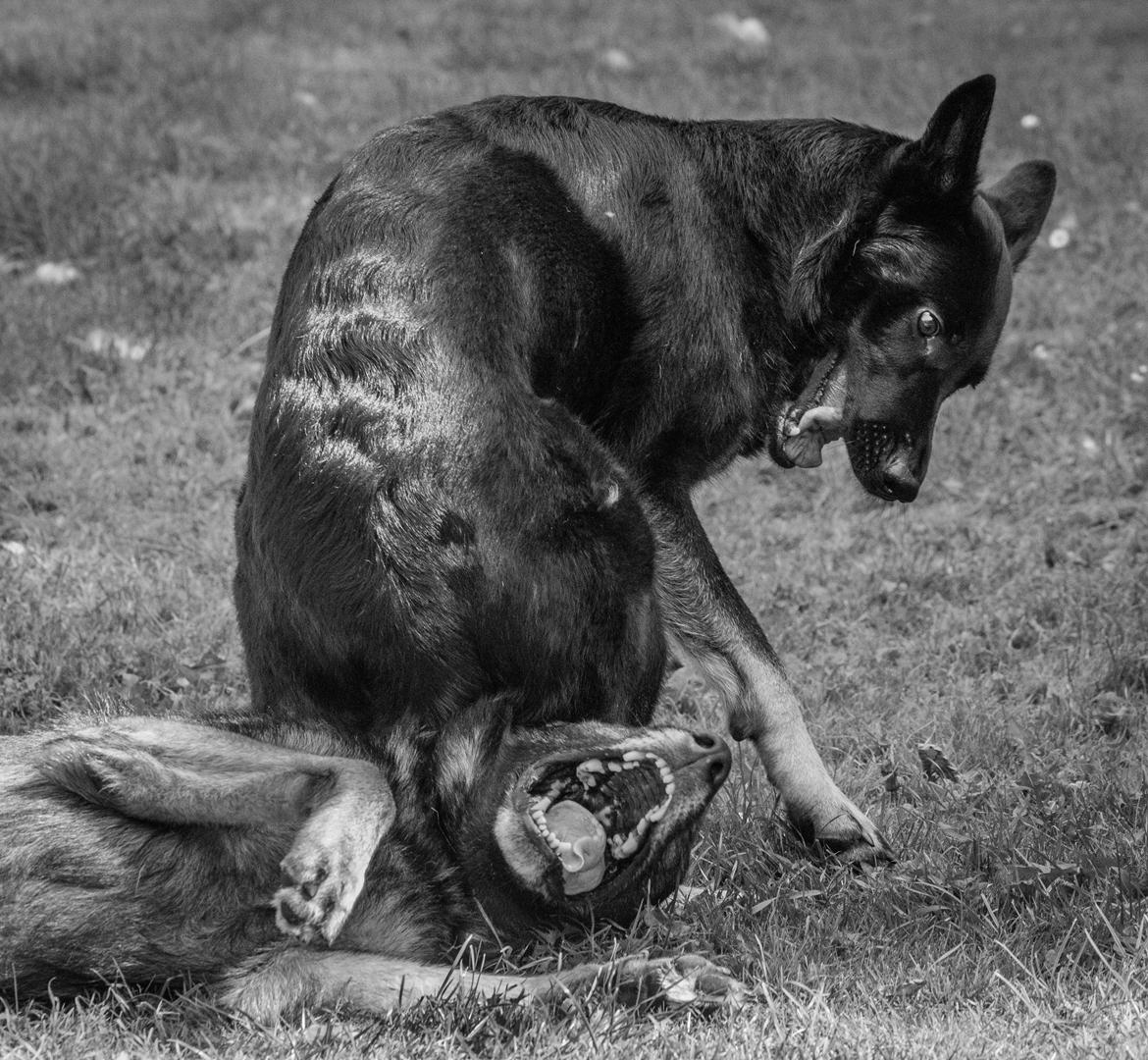 Schæferhund Rebus/Bailey billede 22