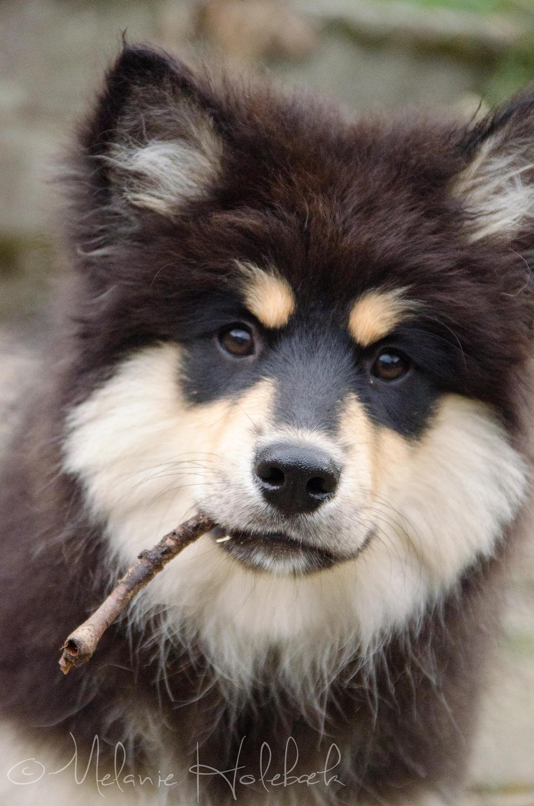 Finsk lapphund DKCH HRCH Lapinkaunis Gimme All Your Lovin' billede 11