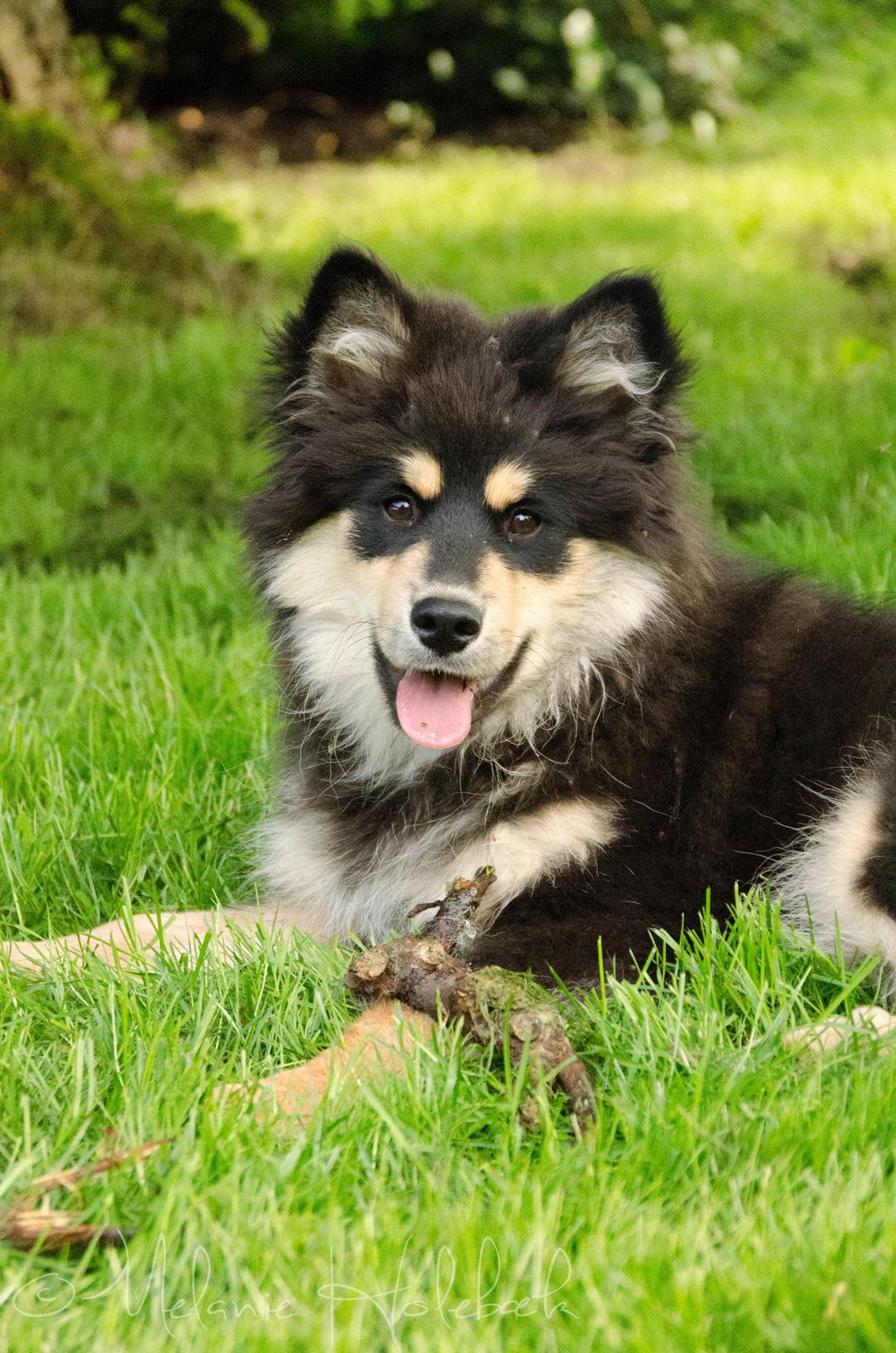 Finsk lapphund DKCH HRCH Lapinkaunis Gimme All Your Lovin' billede 13