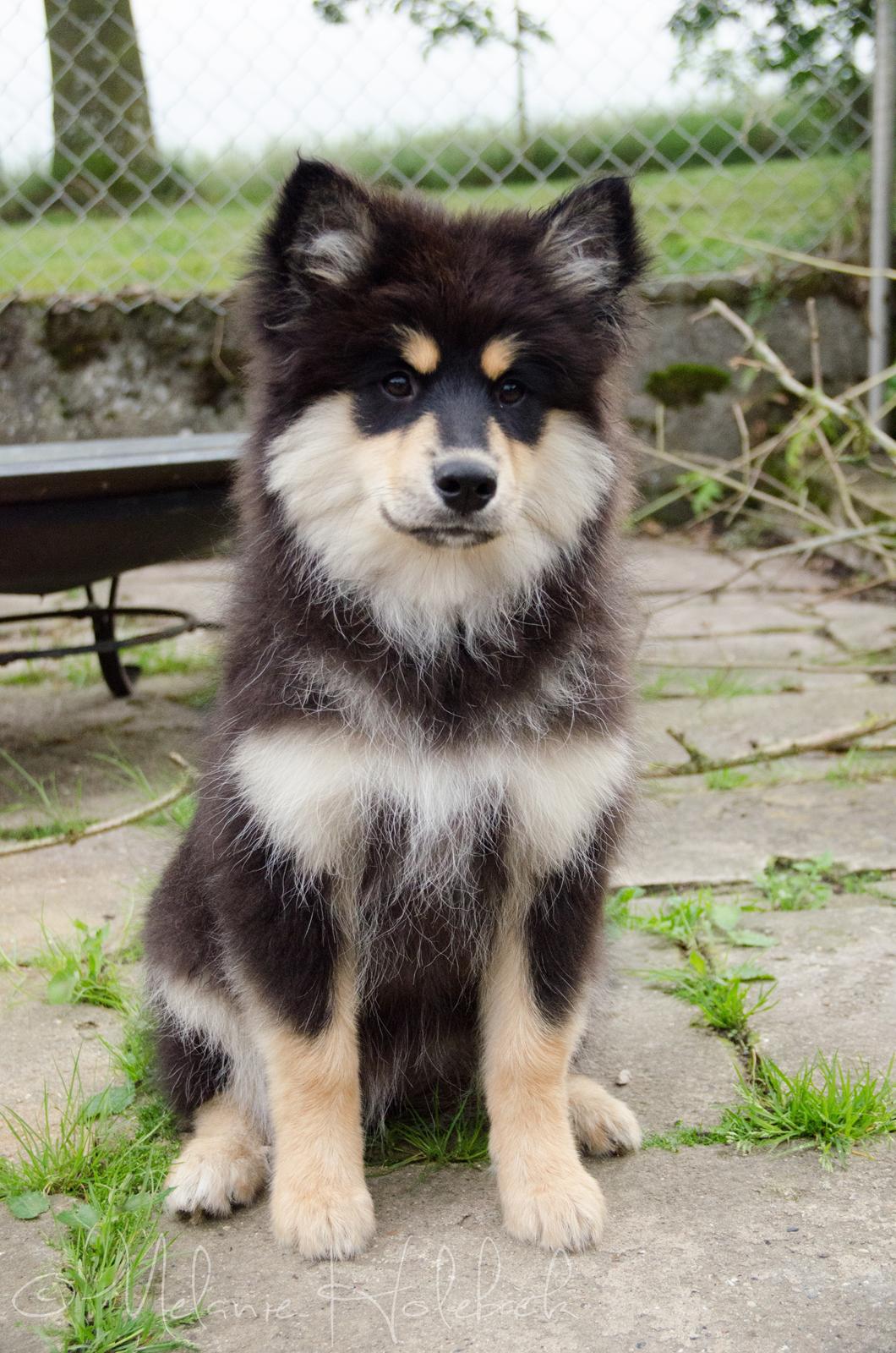 Finsk lapphund DKCH HRCH Lapinkaunis Gimme All Your Lovin' - Så fantastisk smuk! billede 12