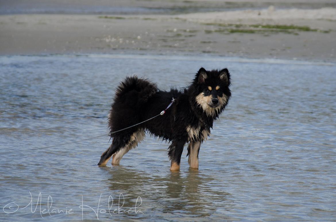 Finsk lapphund DKCH HRCH Lapinkaunis Gimme All Your Lovin' billede 16