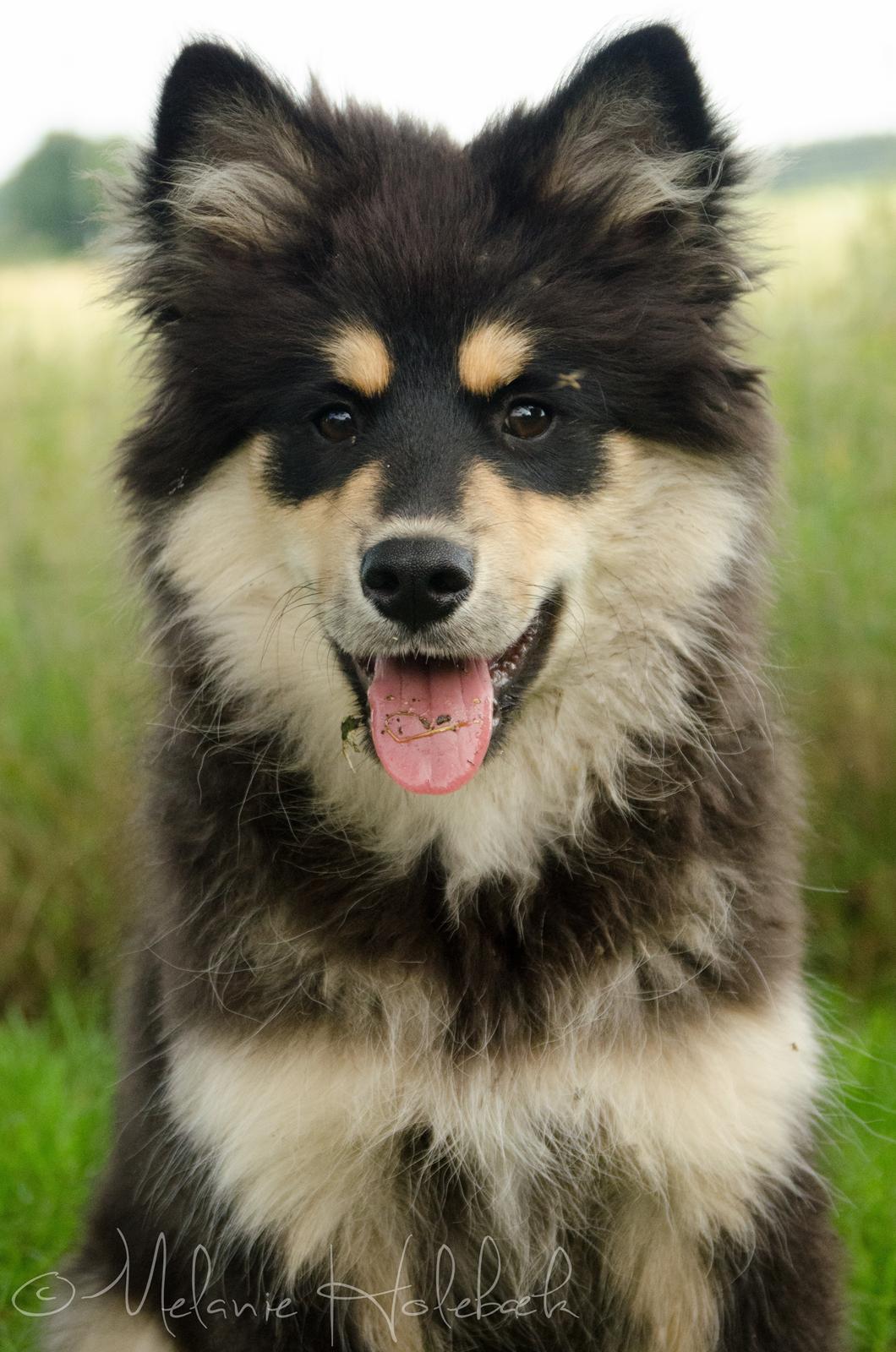 Finsk lapphund DKCH HRCH Lapinkaunis Gimme All Your Lovin' - Sød, fræk og beskidt! billede 19