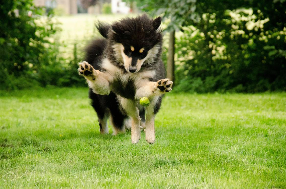 Finsk lapphund DKCH HRCH Lapinkaunis Gimme All Your Lovin' billede 18