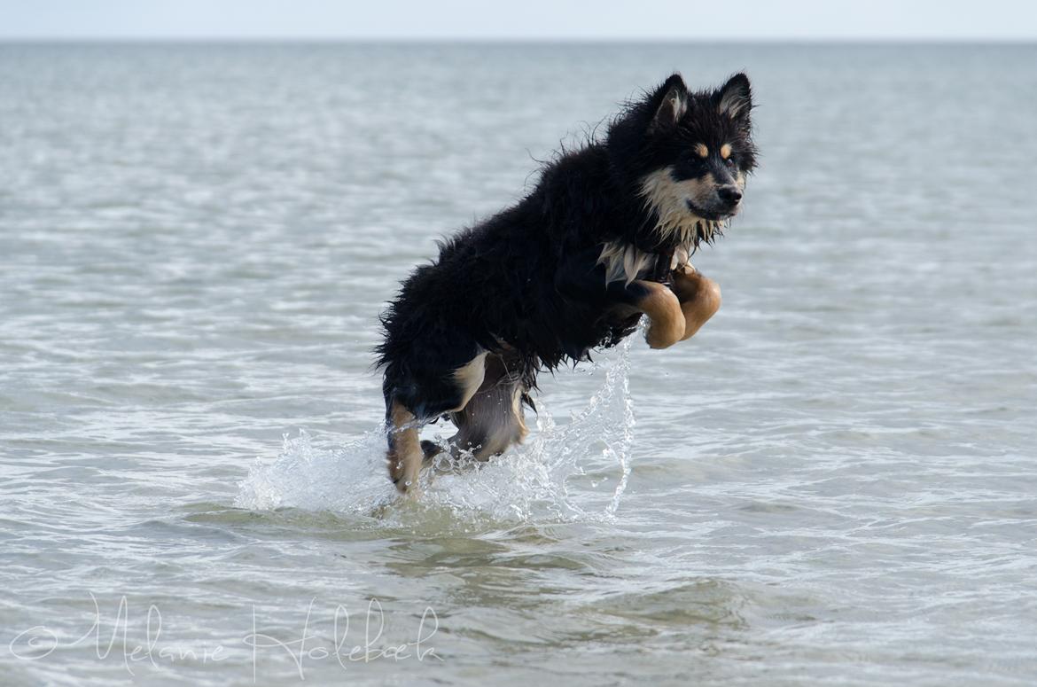 Finsk lapphund DKCH HRCH Lapinkaunis Gimme All Your Lovin' - Kænguruen LouLou! billede 17