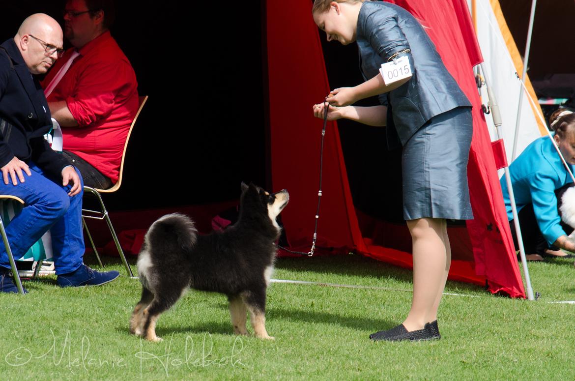 Finsk lapphund DKCH HRCH Lapinkaunis Gimme All Your Lovin' - Som en proff! billede 15