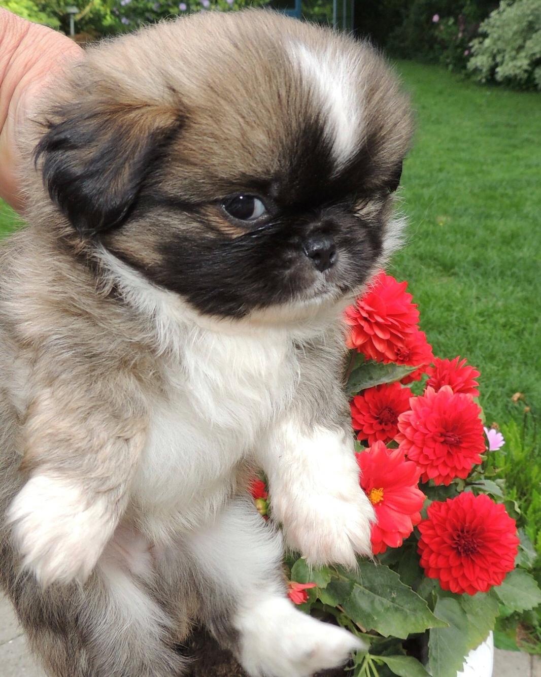 Tibetansk spaniel Eigil billede 8