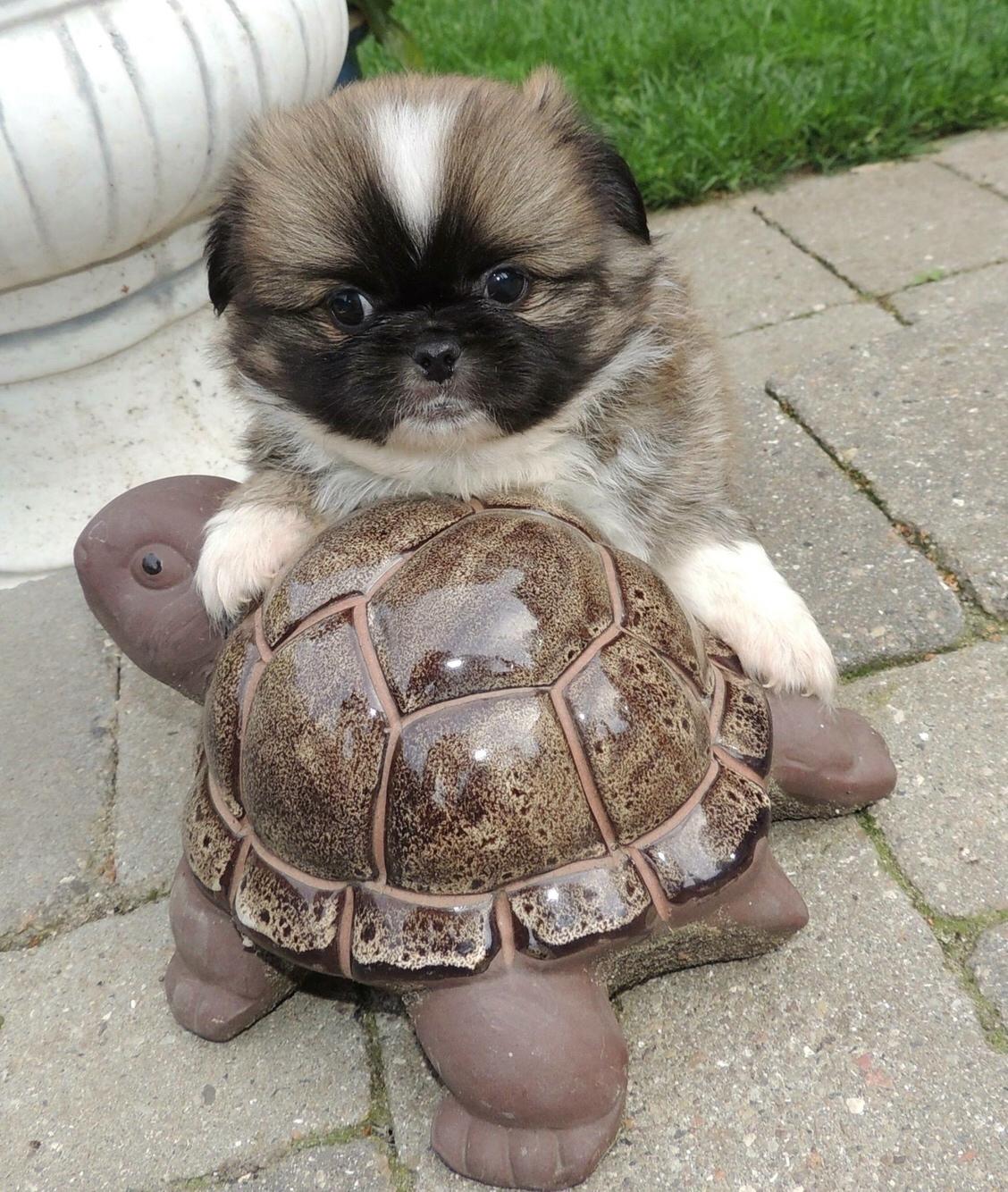 Tibetansk spaniel Eigil billede 6