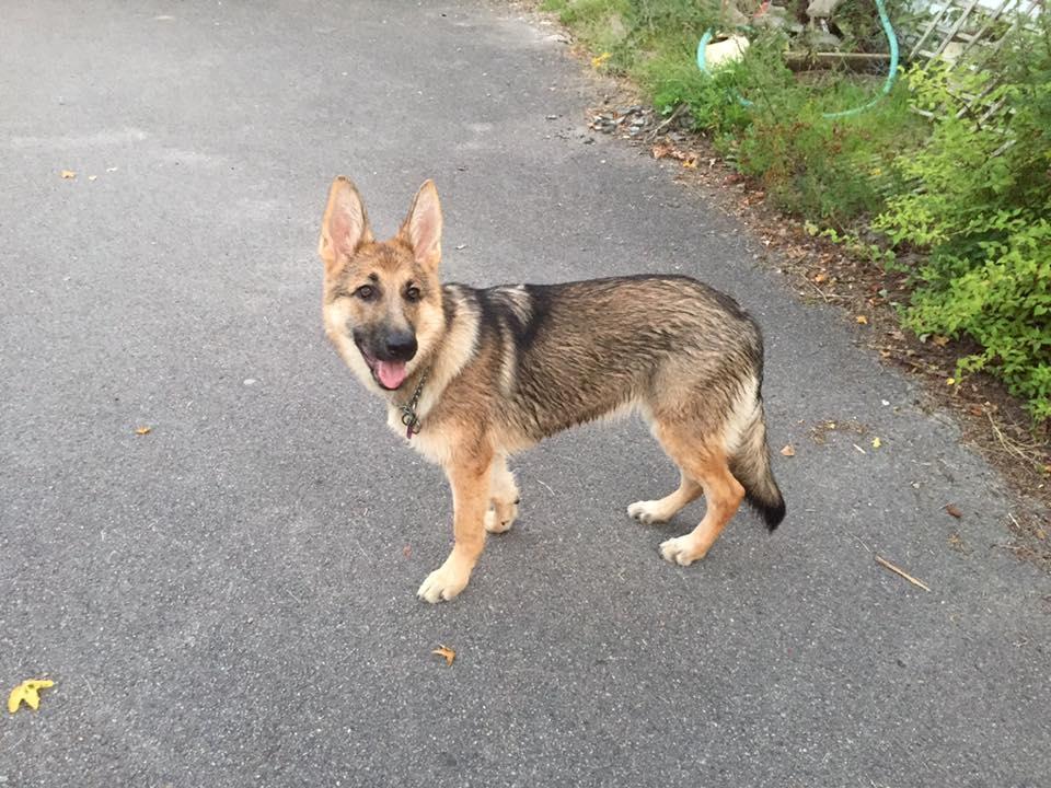 Schæferhund Pandora - Pandora 26/8-2016 billede 10