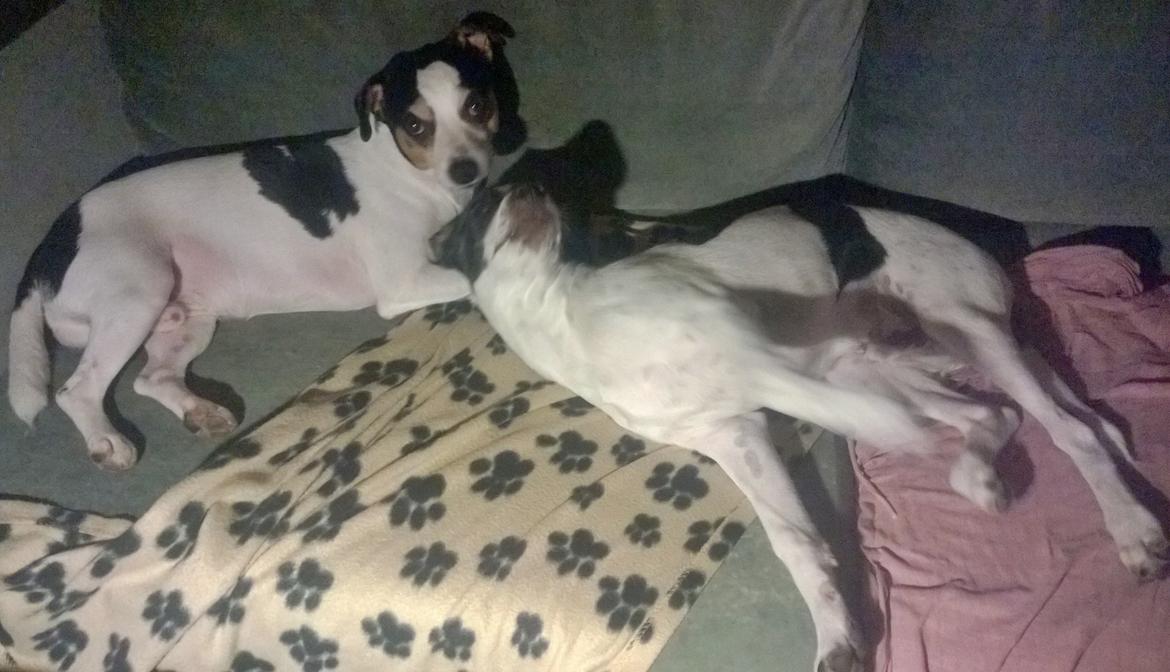 Blanding af racer Marley billede 11