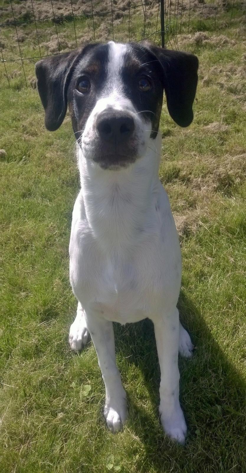 Blanding af racer Marley billede 9