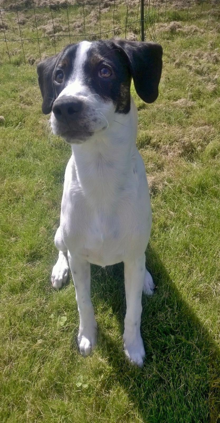 Blanding af racer Marley billede 10