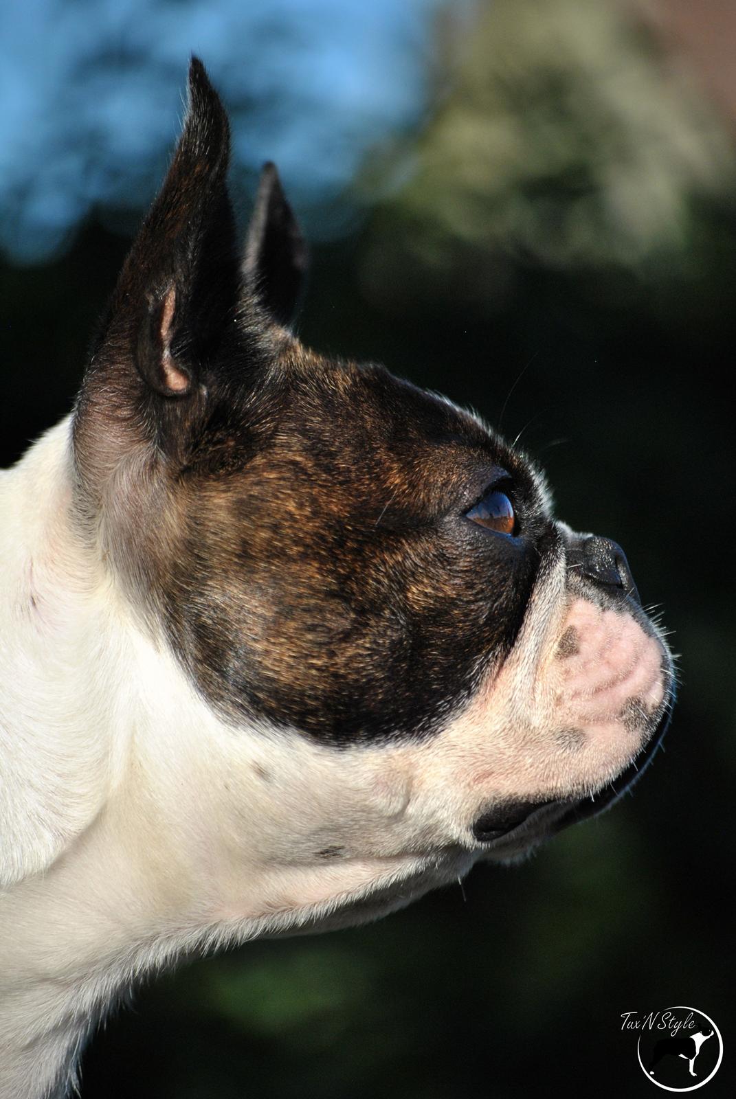 Boston terrier ZARA STYLE AND CHIC Torques billede 2